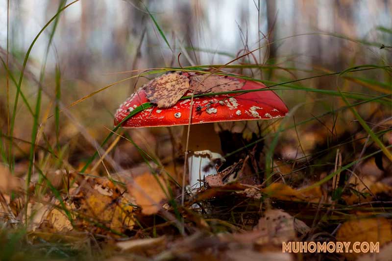 лечение мухомором