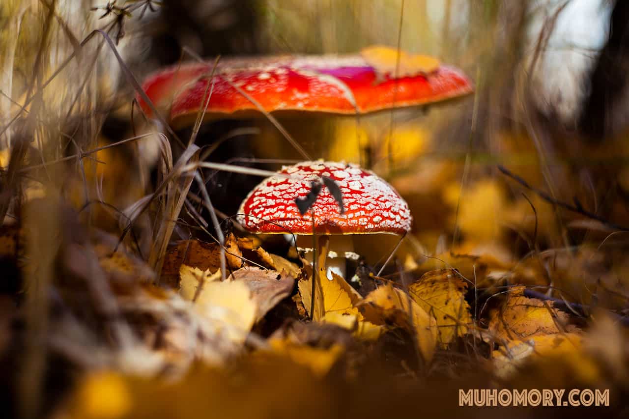 мухоморы