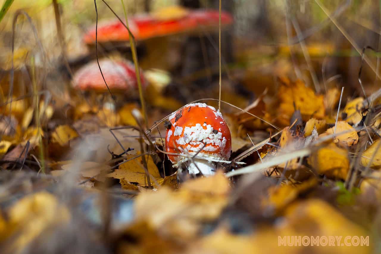 мухоморы