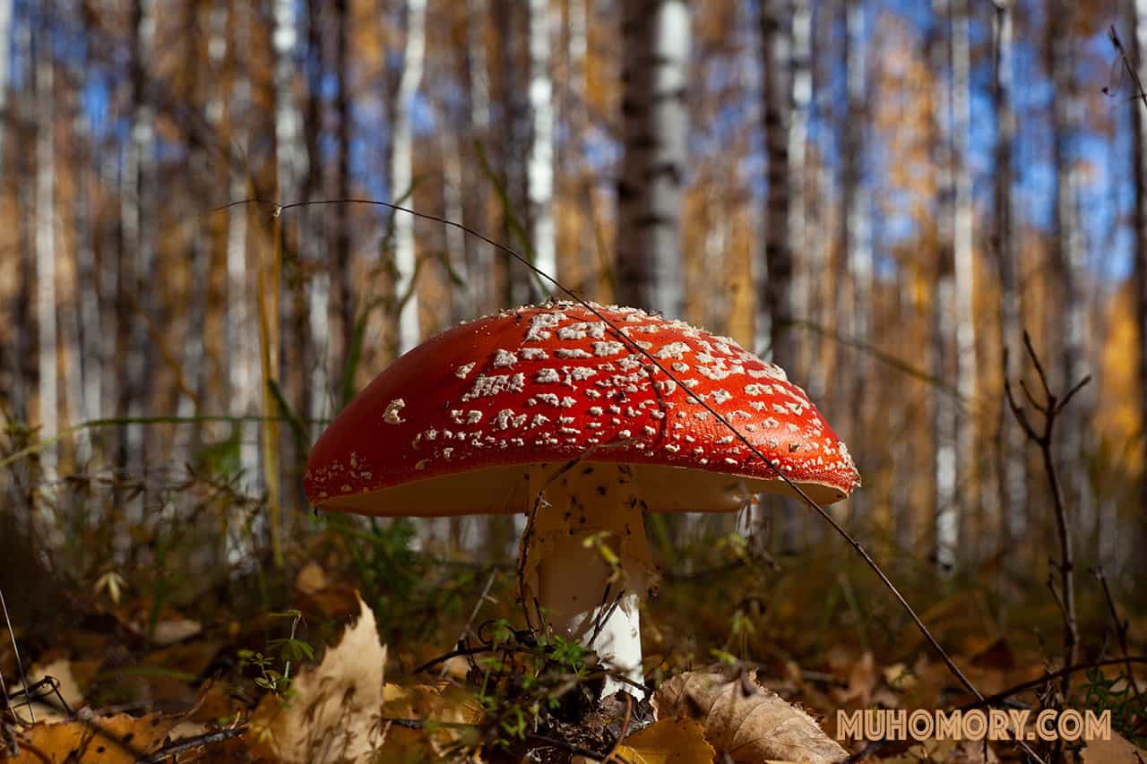 сбор мухоморов