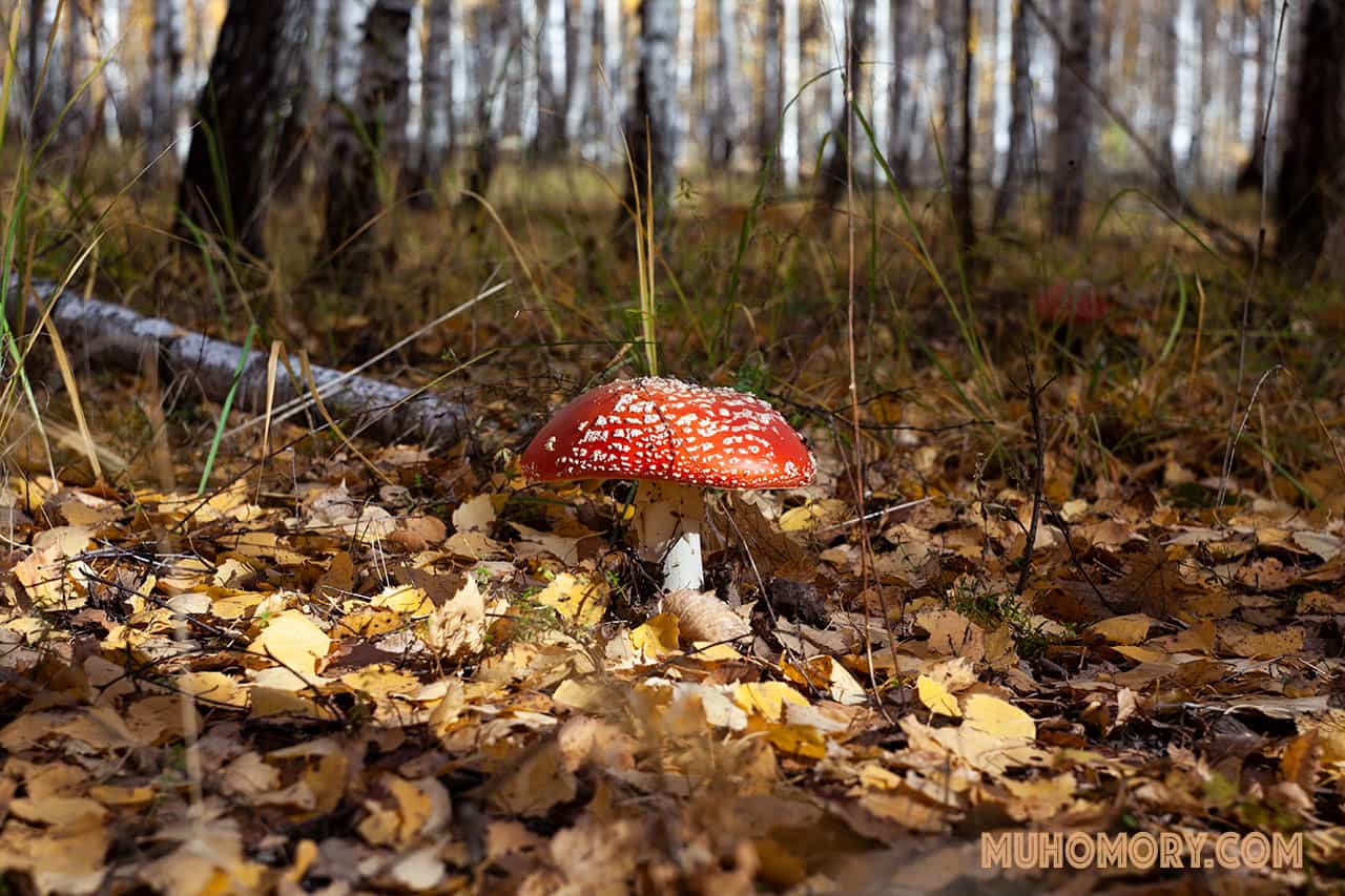 лечение мухомором