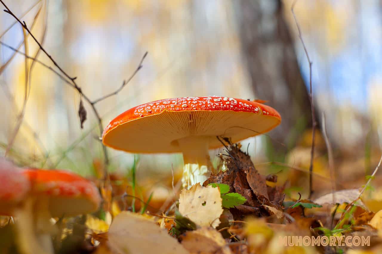 мухоморы
