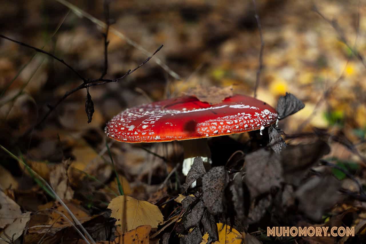 лечение мухомором
