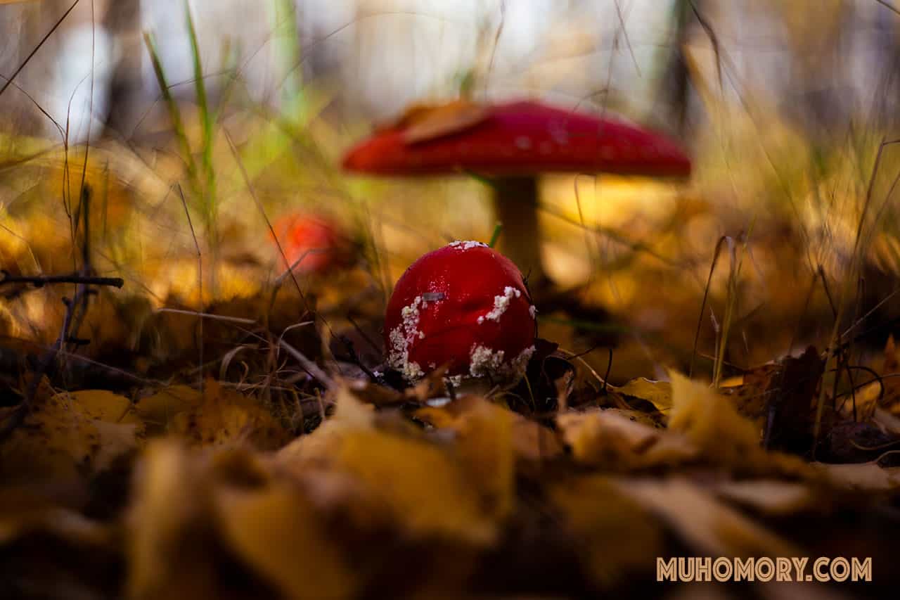 мухоморы