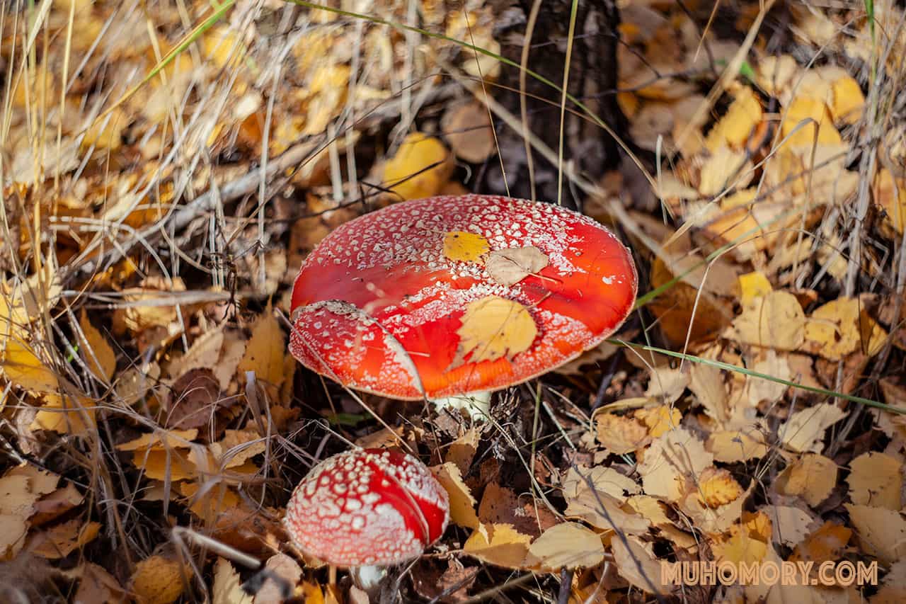 мухоморы